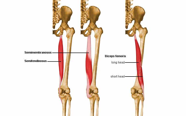 Why Are My Hamstrings Always Tight Manual Medicine Spine and Sports Physical Therapy